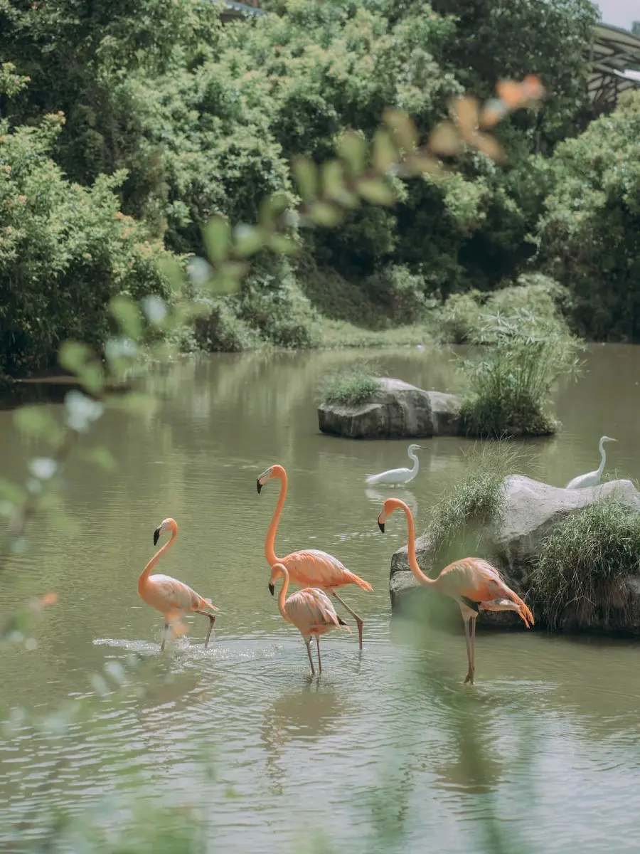 Một ng&agrave;y tại Vinpearl Safari, vườn th&uacute; b&aacute;n hoang d&atilde; trong l&ograve;ng Đảo Ngọc 8