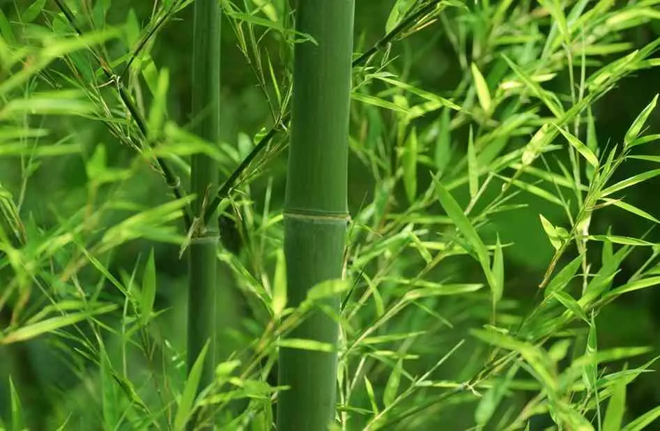 L&agrave;ng nghề Đan đ&aacute;t Vinh Ba - N&eacute;t đẹp truyền thống đặc trưng của Ph&uacute; Y&ecirc;n 2