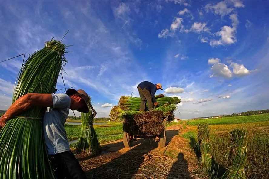 L&agrave;ng nghề dệt chiếu c&oacute;i Ph&uacute; T&acirc;n - L&agrave;ng nghề hơn trăm năm tuổi tại Ph&uacute; Y&ecirc;n 4