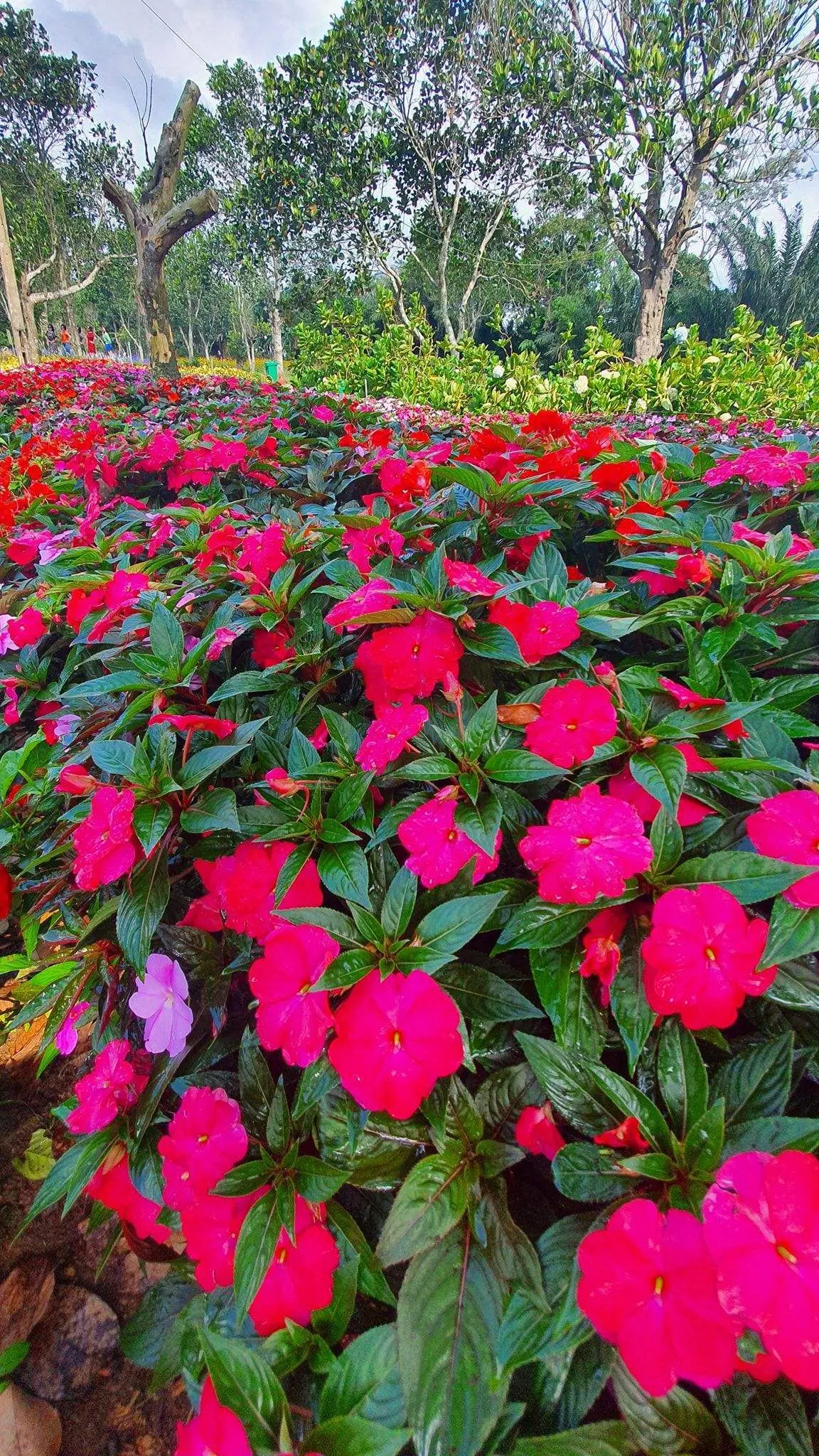Long V&acirc;n Garden Ph&uacute; Y&ecirc;n - Ngất ng&acirc;y trước vẻ đẹp của Đ&agrave; Lạt thu nhỏ trong l&ograve;ng phố biển 5