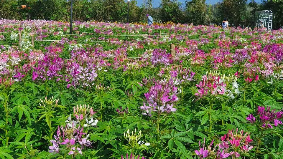 Long V&acirc;n Garden Ph&uacute; Y&ecirc;n - Ngất ng&acirc;y trước vẻ đẹp của Đ&agrave; Lạt thu nhỏ trong l&ograve;ng phố biển 3
