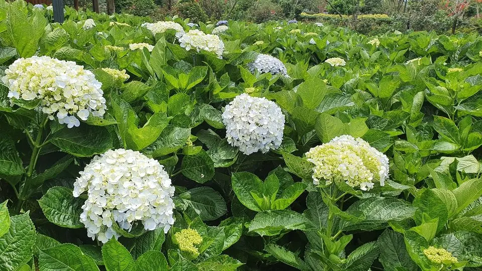 Long V&acirc;n Garden Ph&uacute; Y&ecirc;n - Ngất ng&acirc;y trước vẻ đẹp của Đ&agrave; Lạt thu nhỏ trong l&ograve;ng phố biển 4