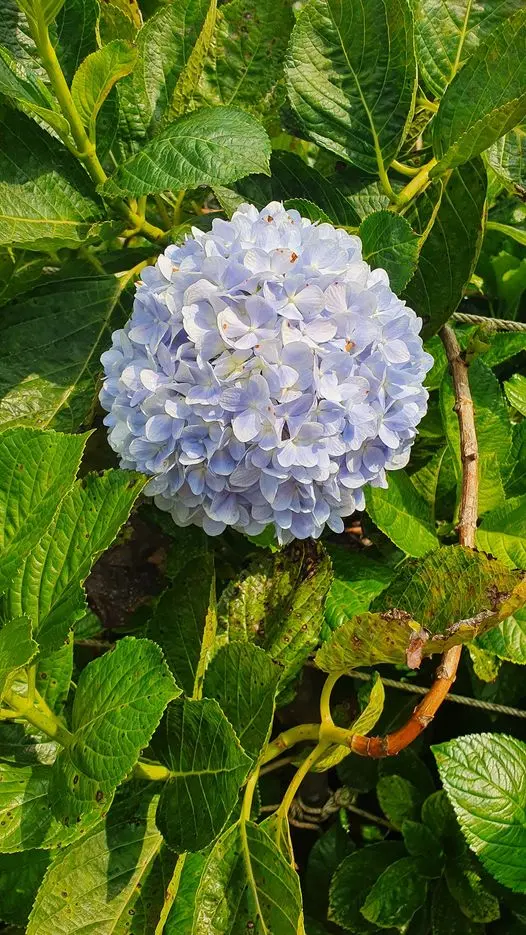 Long V&acirc;n Garden Ph&uacute; Y&ecirc;n - Ngất ng&acirc;y trước vẻ đẹp của Đ&agrave; Lạt thu nhỏ trong l&ograve;ng phố biển 6
