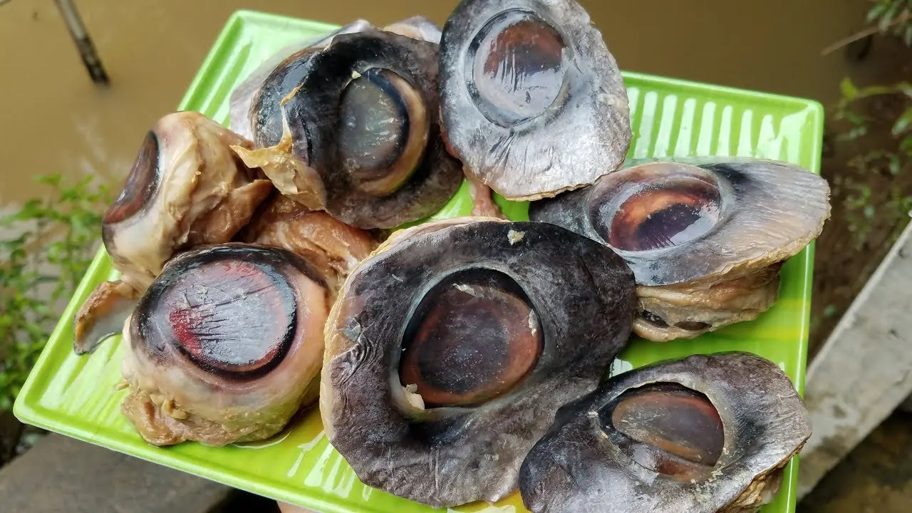 Mắt c&aacute; bốc lửa (đ&egrave;n pha đại dương) ở Ph&uacute; Y&ecirc;n, bạn đ&atilde; thử chưa? 4