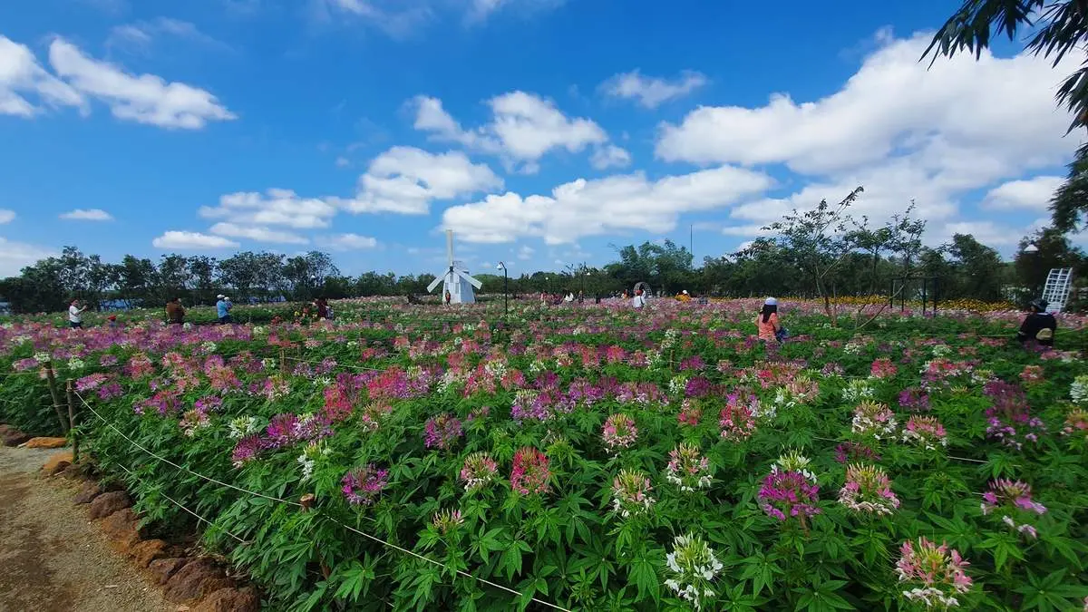Long Vân Garden Phú Yên - Ngất ngây trước vẻ đẹp của Đà Lạt thu nhỏ trong lòng phố biển
