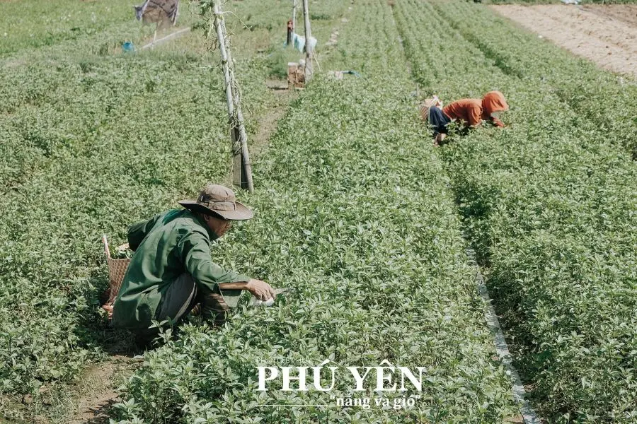 Kh&aacute;m ph&aacute; Ph&uacute; Y&ecirc;n đầy nắng v&agrave; gi&oacute; qua những thước ảnh b&igrave;nh y&ecirc;n 12