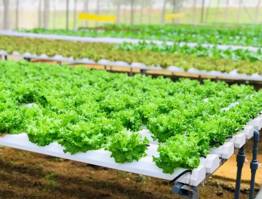 Tham quan Trang trại dâu tây Phú Yên thu hút khách du lịch thập phương 3