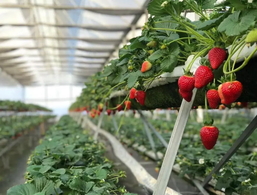 Tham quan Trang trại dâu tây Phú Yên thu hút khách du lịch thập phương 4