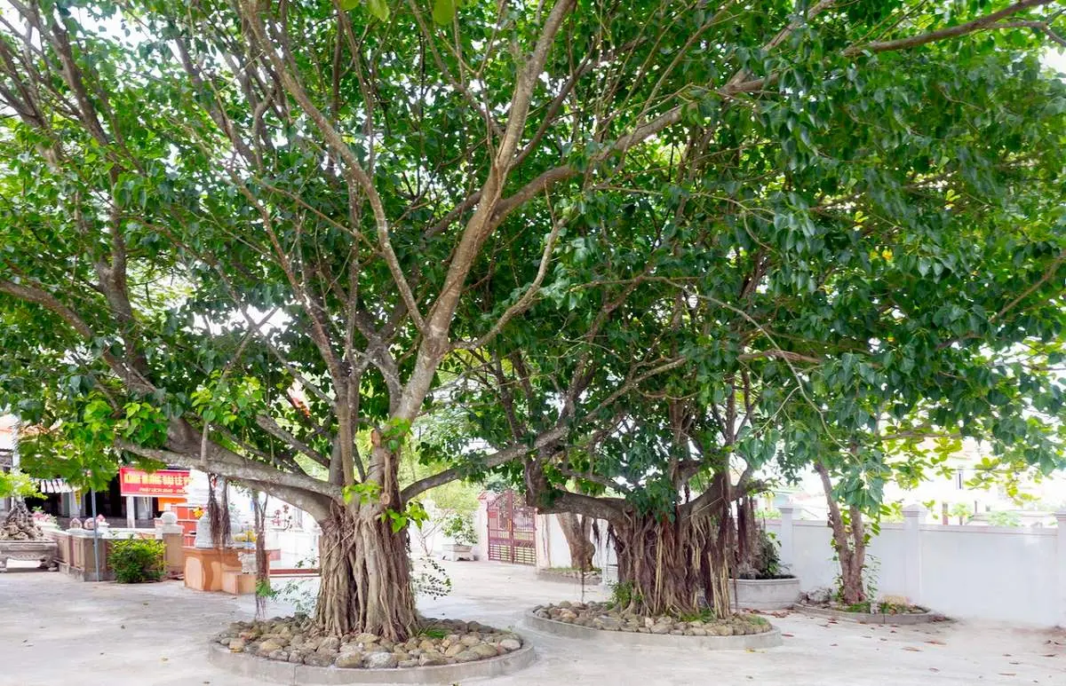 Đến Ch&ugrave;a Quan &Acirc;m Tự Quảng B&igrave;nh nghe kể truyền thuyết linh thi&ecirc;ng 6