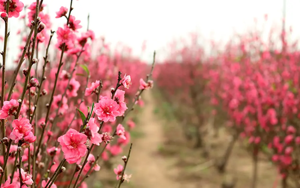 Ngất ng&acirc;y với l&agrave;ng hoa L&yacute; Trạch Quảng B&igrave;nh qu&ecirc;n lu&ocirc;n lối về 7