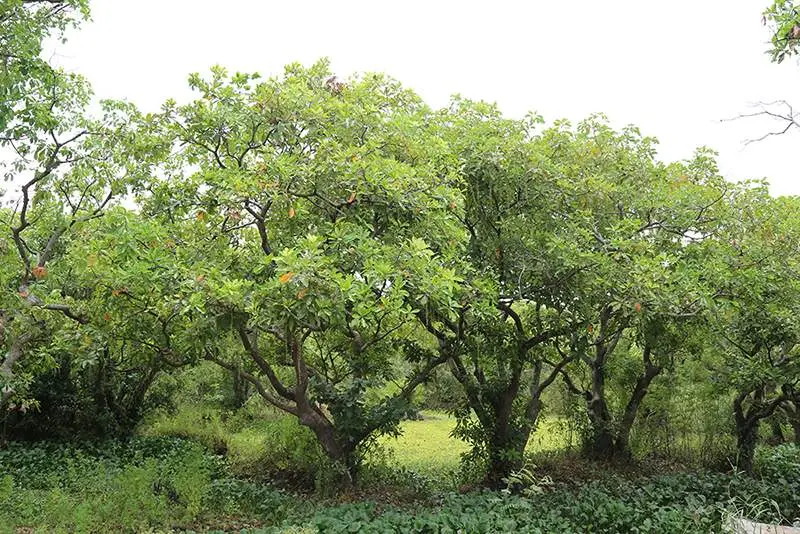 Rừng lộc vừng Quảng B&igrave;nh, khu rừng qu&yacute; với tuổi đời 400 năm 2