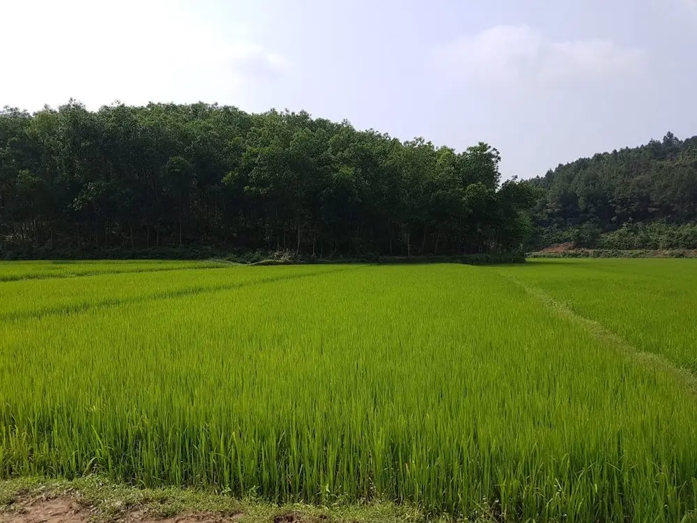 Về l&agrave;ng du lịch Bồng Lai Quảng B&igrave;nh để thử cảm gi&aacute;c n&ocirc;ng d&acirc;n ch&iacute;nh hiệu 6