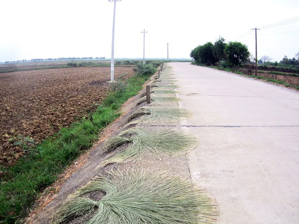 Về thăm l&agrave;ng nghề dệt chiếu c&oacute;i An X&aacute; - Lệ Thuỷ Quảng B&igrave;nh 5