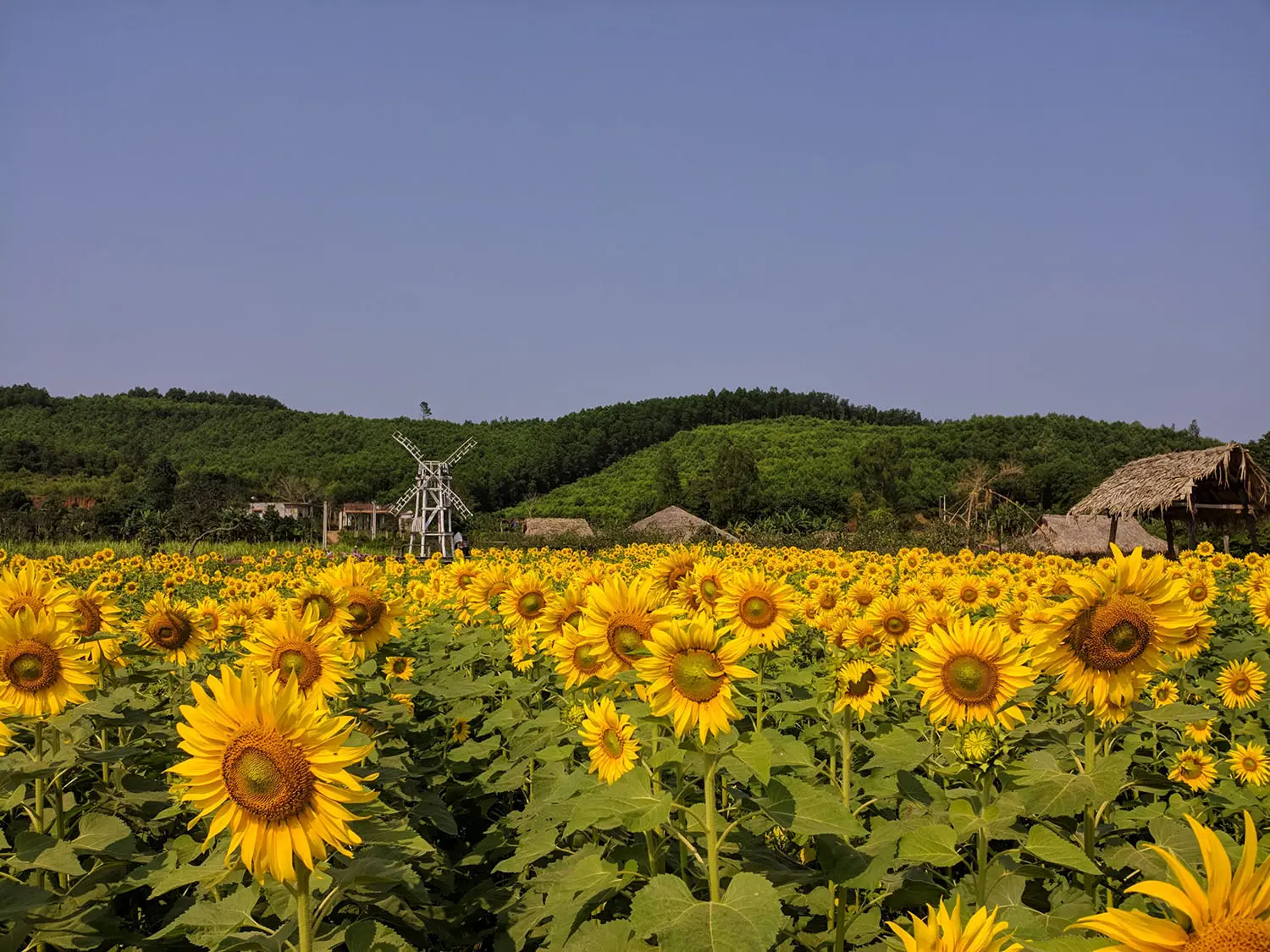 Sống ảo tung chảo tại Dong Soi Farm Quảng Bình