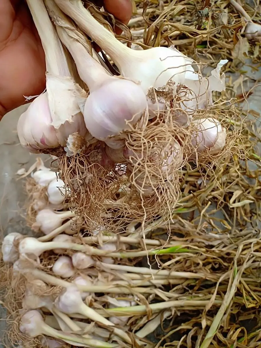 Củ tỏi Quảng Minh Quảng B&igrave;nh nhỏ nhưng c&oacute; v&otilde; 2