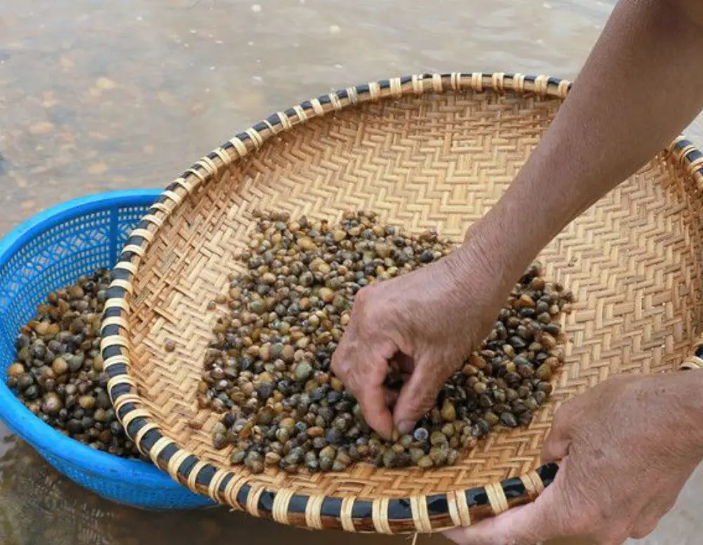 Đặc sản Chắt chắt s&ocirc;ng Gianh khiến nhiều người m&ecirc; mẩn 4