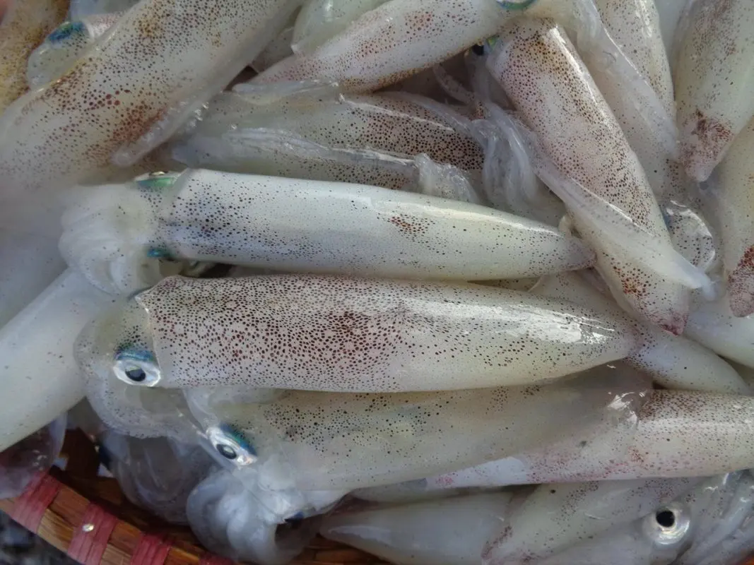 Đặc sản Mực nhảy Quảng Bình và những quán ngon không thể bỏ lỡ 2