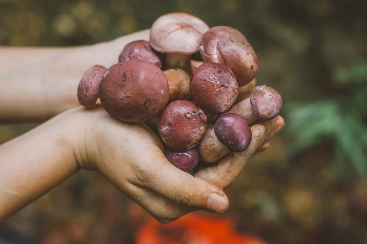 Nấm tr&agrave;m Quảng B&igrave;nh, thức qu&agrave; kh&oacute; qu&ecirc;n những ng&agrave;y mưa 2
