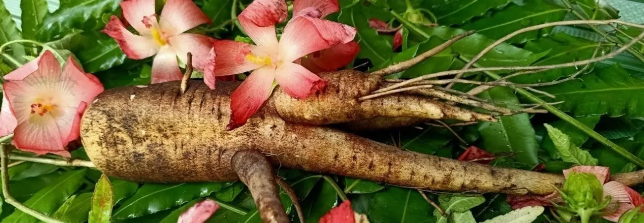 Tìm mua sâm Bố Chính Quảng Bình sản vật quý hiếm của vùng đất nghèo khó