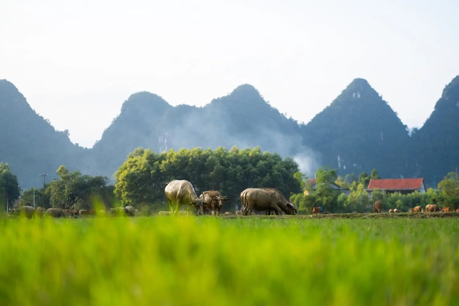 Cảnh ho&agrave;ng h&ocirc;n m&ugrave;a đ&ocirc;ng T&acirc;n Ho&aacute; Quảng B&igrave;nh khiến l&ograve;ng ta kh&ocirc;ng ngừng thổn thức 3