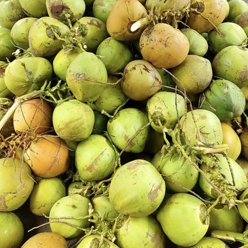 Dừa Tam Quan, sản vật trời ban của vùng đất Bình Định 2