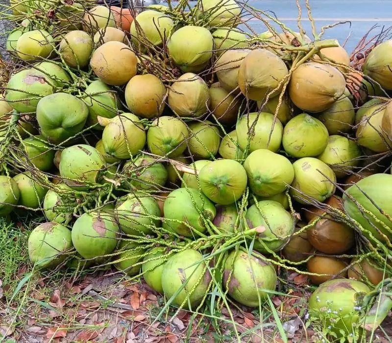 Dừa Tam Quan, sản vật trời ban của vùng đất Bình Định