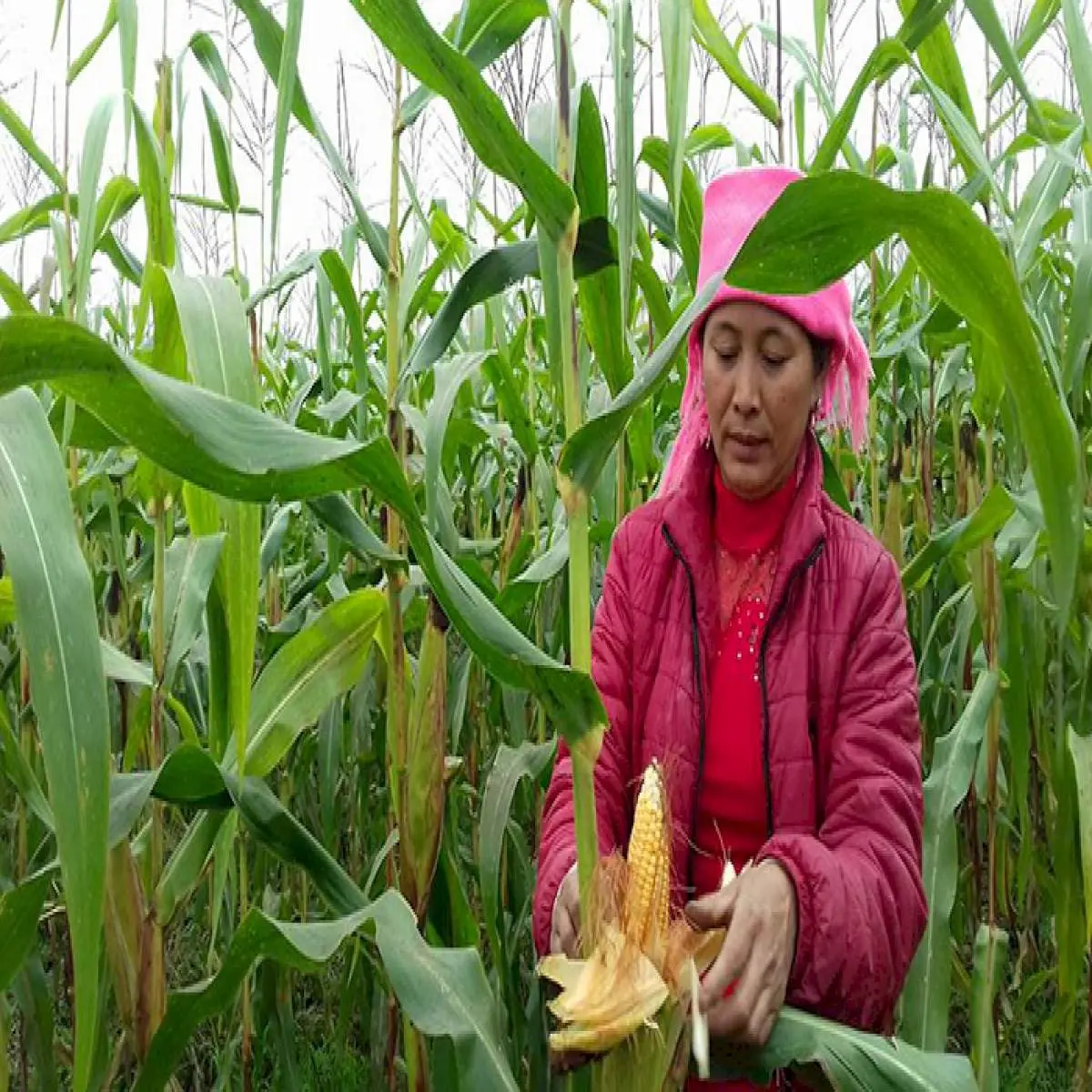 Bánh ngô Sapa - Đặc sản Sapa đơn giản, mộc mạc 3
