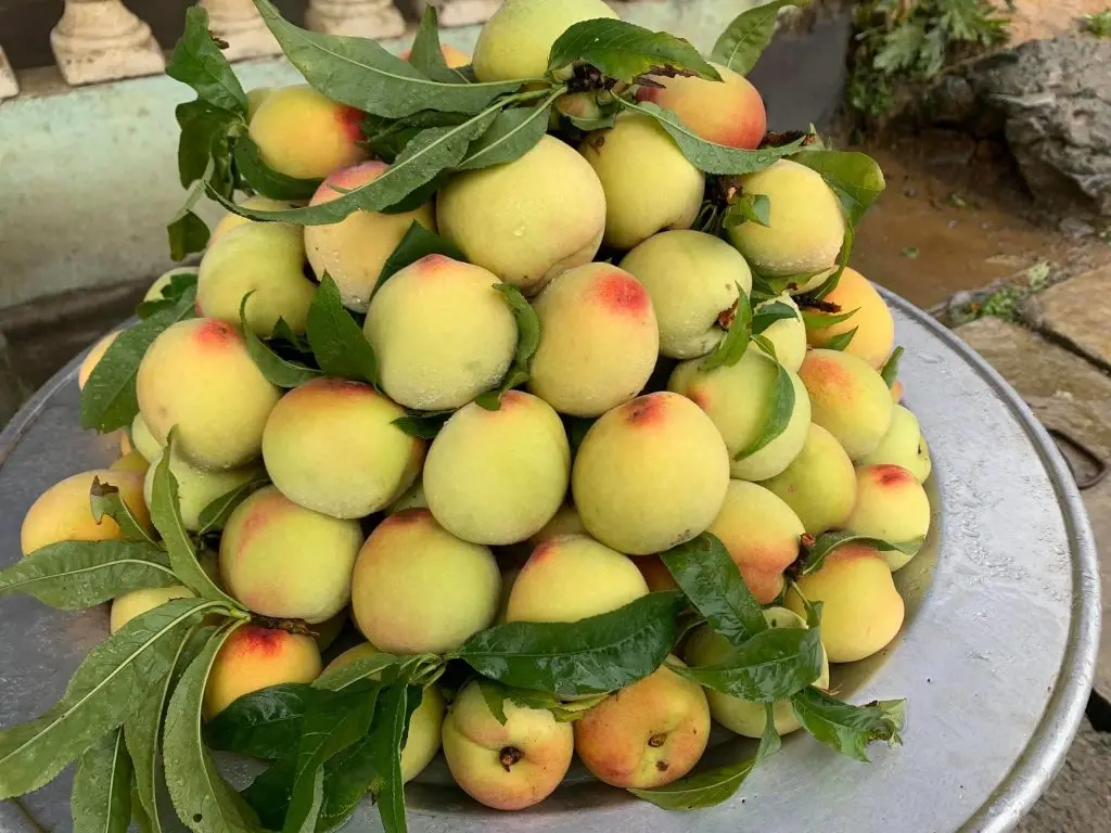 Mận Sapa, đ&agrave;o rọ - Những tr&aacute;i ngon của n&uacute;i rừng T&acirc;y Bắc 7