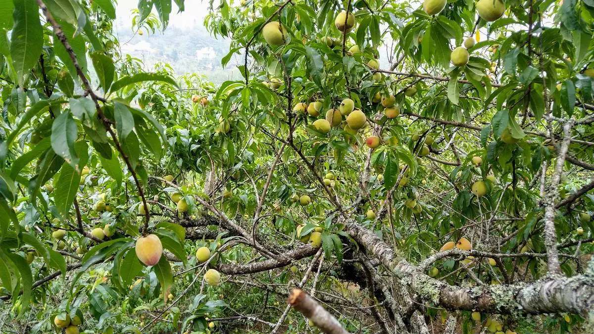 Mận Sapa, đ&agrave;o rọ - Những tr&aacute;i ngon của n&uacute;i rừng T&acirc;y Bắc 6