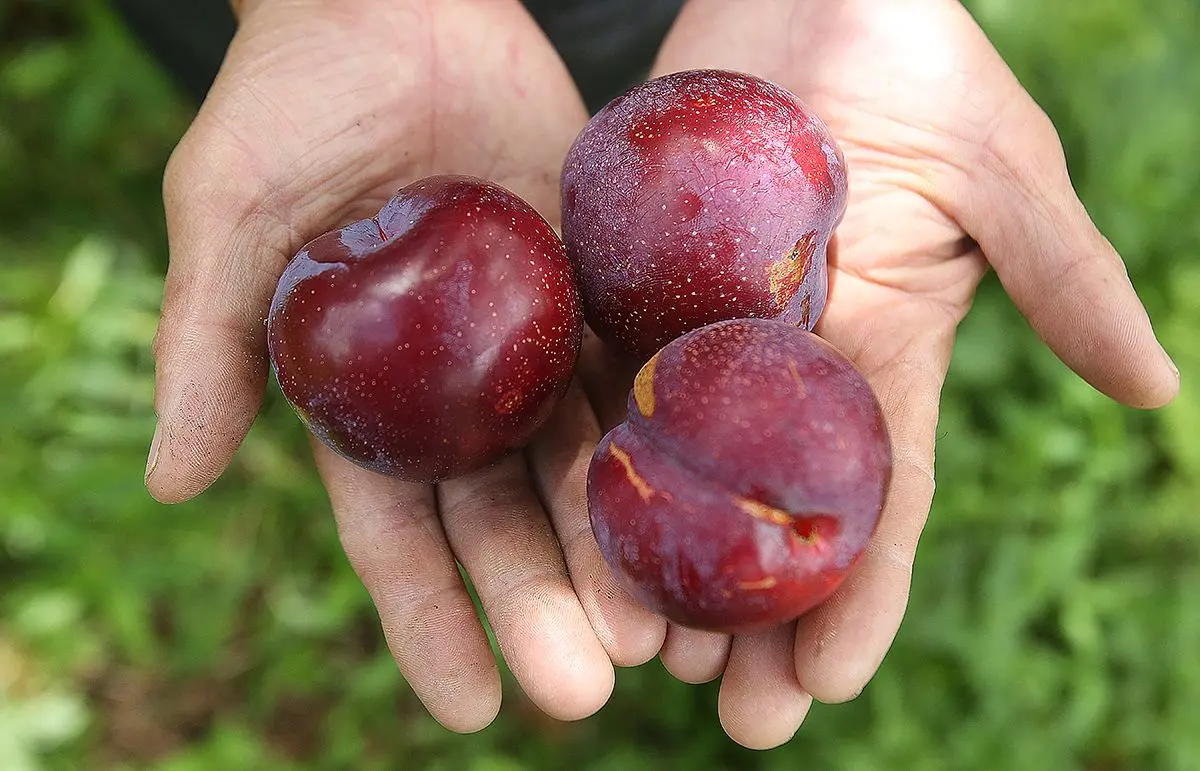 Mận Sapa, đ&agrave;o rọ - Những tr&aacute;i ngon của n&uacute;i rừng T&acirc;y Bắc 9