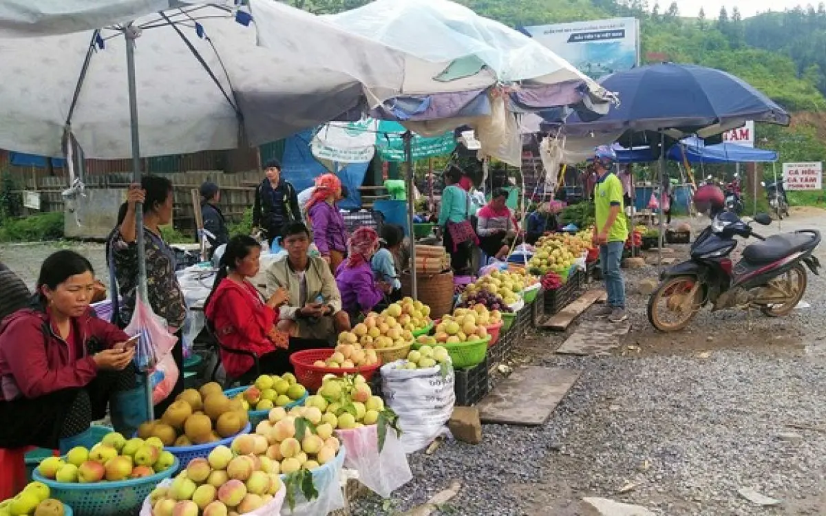 Mận Sapa, đ&agrave;o rọ - Những tr&aacute;i ngon của n&uacute;i rừng T&acirc;y Bắc 12