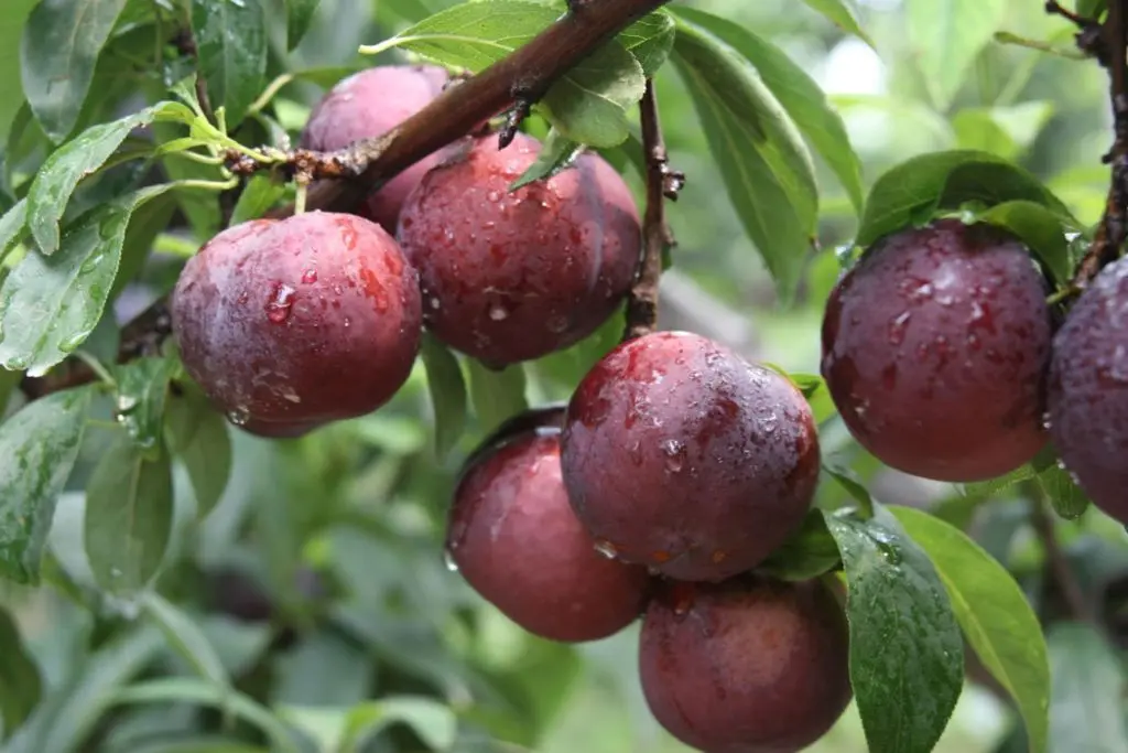 Mận Sapa, đ&agrave;o rọ - Những tr&aacute;i ngon của n&uacute;i rừng T&acirc;y Bắc 2