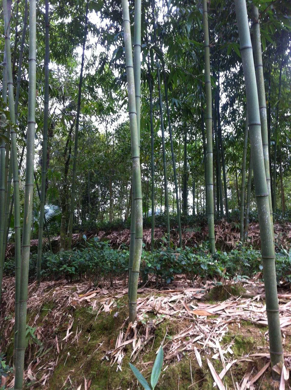 Măng vầu Sapa &ndash; Mang đặc sản b&igrave;nh dị nơi v&ugrave;ng n&uacute;i T&acirc;y Bắc l&ecirc;n b&agrave;n ăn của người miền xu&ocirc;i 3