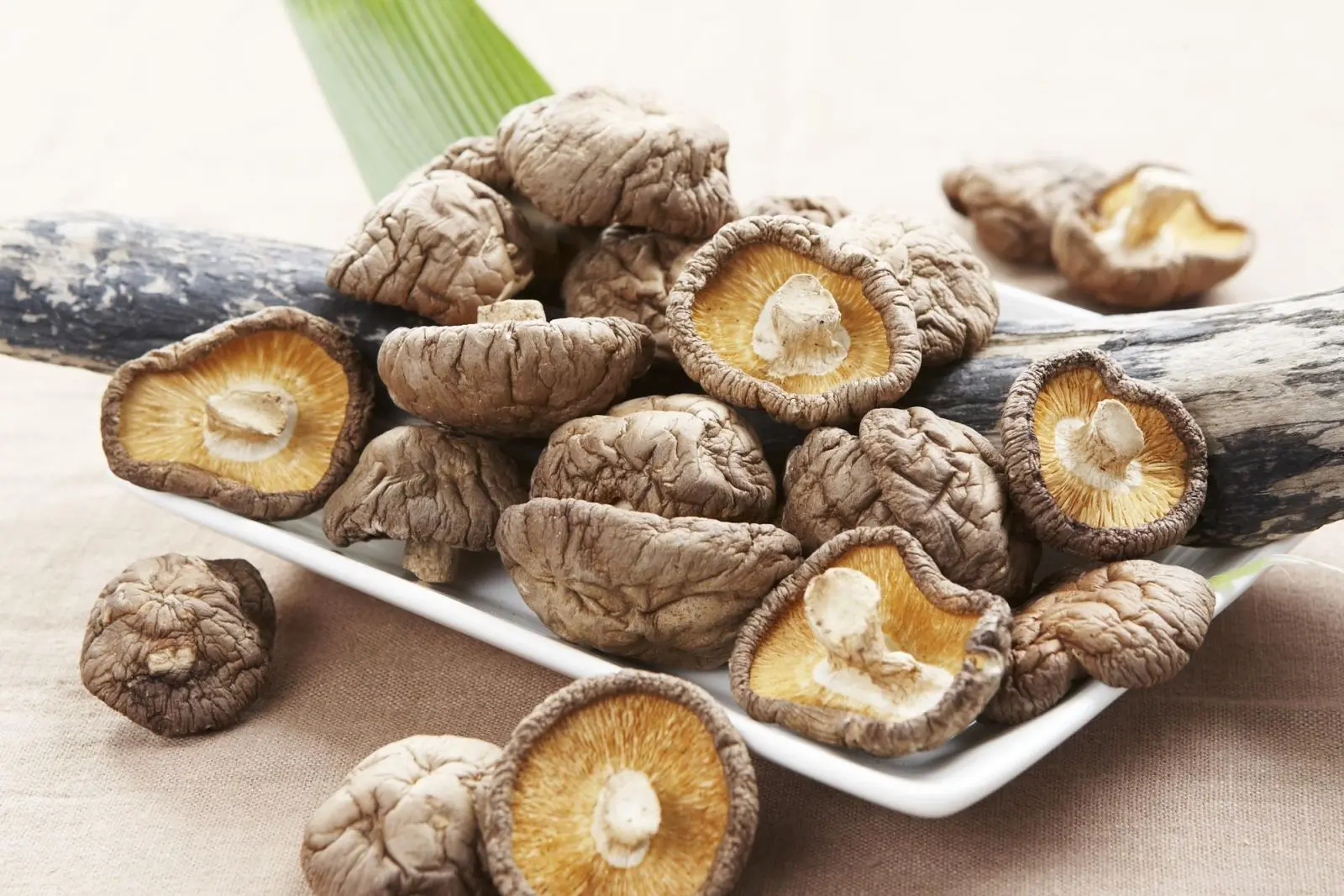 Nấm hương rừng Sapa &ndash; Hương vị b&igrave;nh dị, mộc mạc tựa ch&iacute;nh những người con v&ugrave;ng non cao T&acirc;y Bắc 2