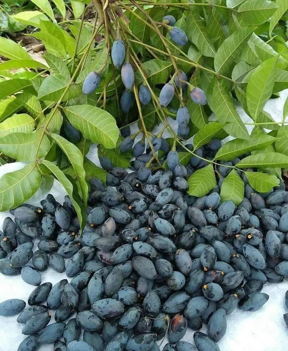 Ô mai trám Sapa - Vị ngọt tự nhiên vùng cao tốt cho sức khỏe 4