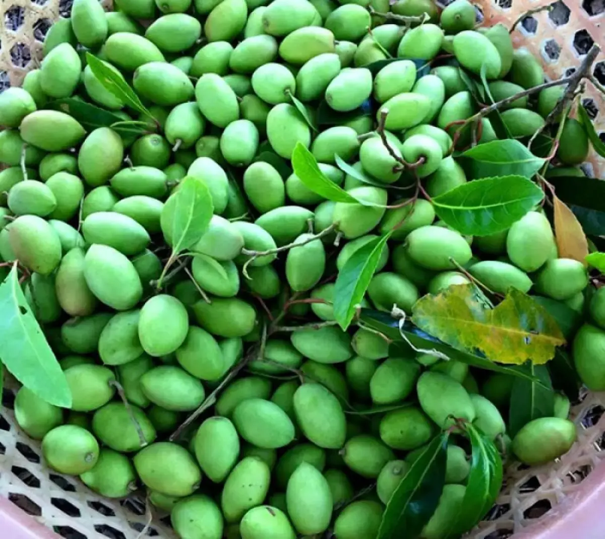 Ô mai trám Sapa - Vị ngọt tự nhiên vùng cao tốt cho sức khỏe 3