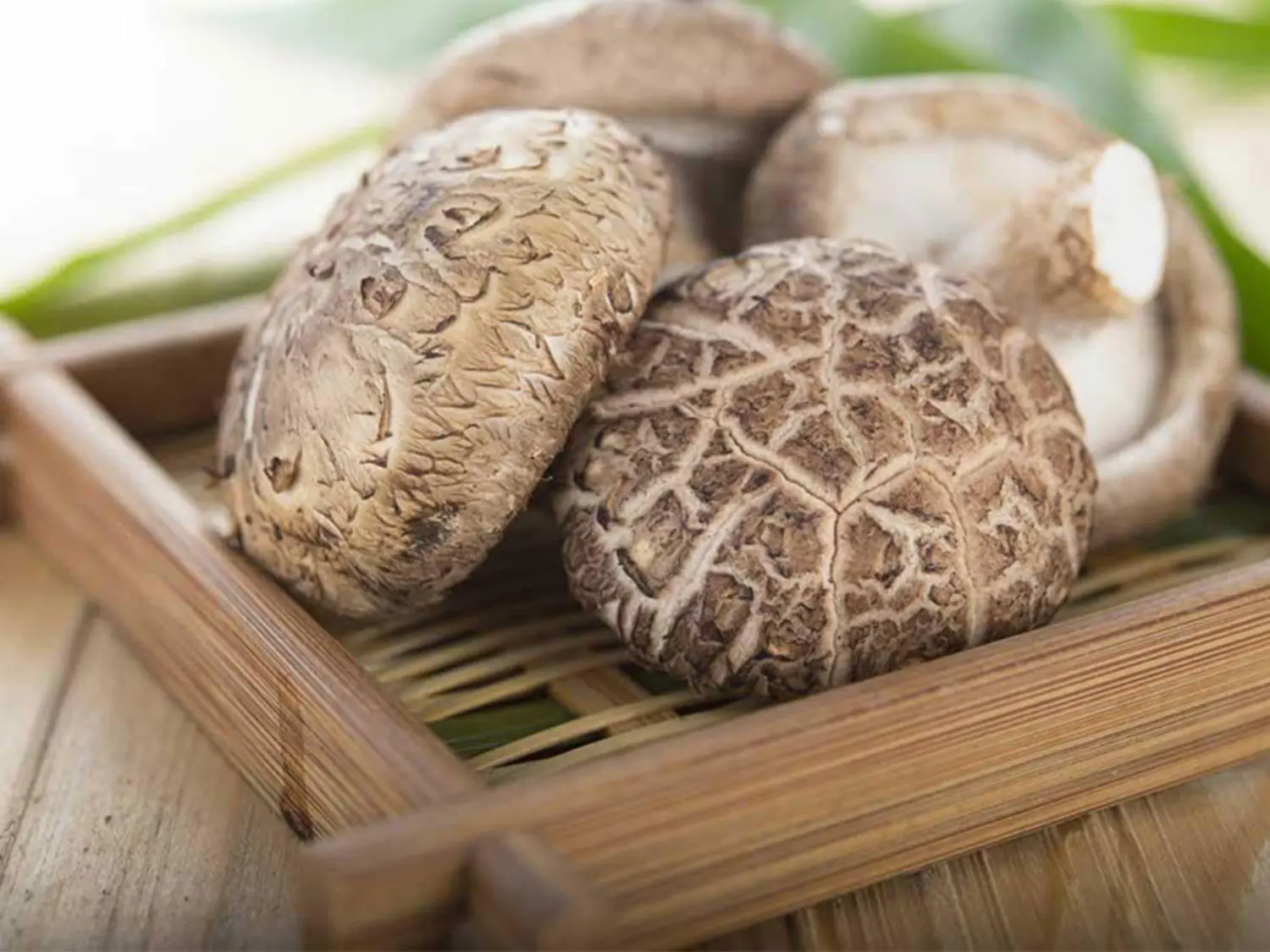 Nấm hương rừng Sapa – Hương vị bình dị, mộc mạc tựa chính những người con vùng non cao Tây Bắc