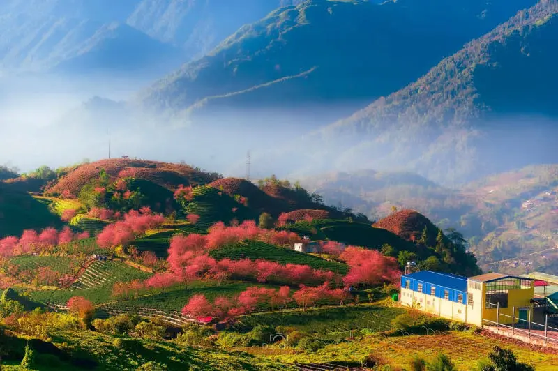 Đồi ch&egrave; &Ocirc; Long v&agrave;o m&ugrave;a hoa anh đ&agrave;o nở rộ rực rỡ 5