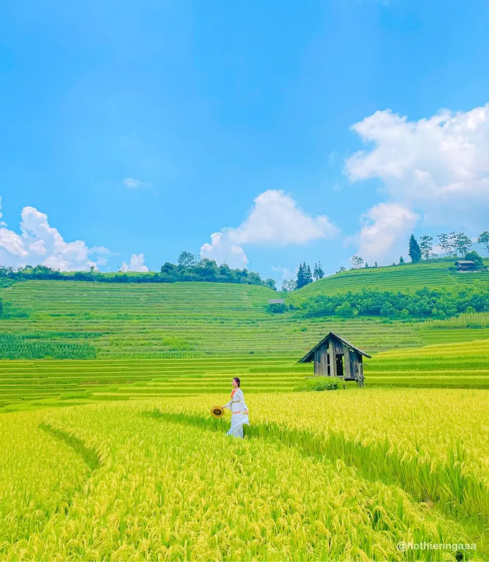 M&ugrave;a L&uacute;a Nậm Cang Sapa mang theo vẻ đẹp b&igrave;nh y&ecirc;n đến nao l&ograve;ng 3