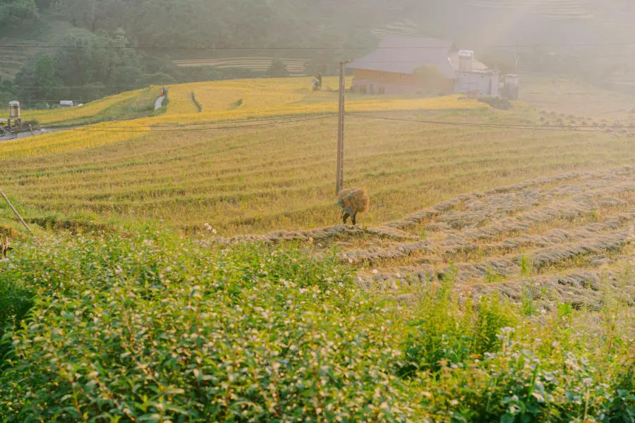 M&ugrave;a v&agrave;ng tr&ecirc;n Bản Tả Van dịu d&agrave;ng trong đ&ocirc;i mắt của lữ kh&aacute;ch bốn phương 11