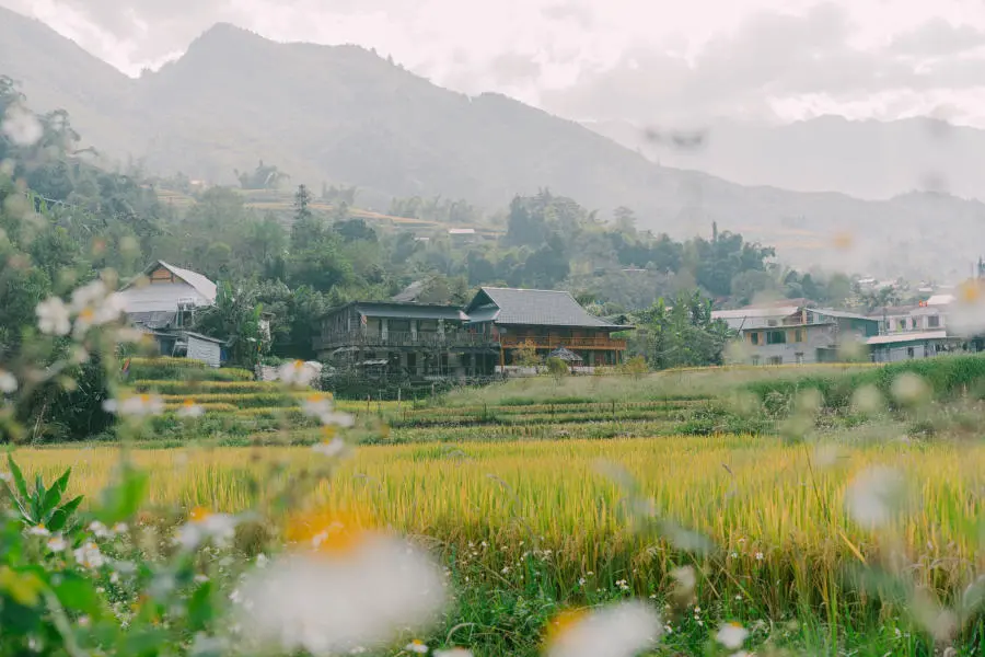 M&ugrave;a v&agrave;ng tr&ecirc;n Bản Tả Van dịu d&agrave;ng trong đ&ocirc;i mắt của lữ kh&aacute;ch bốn phương 4