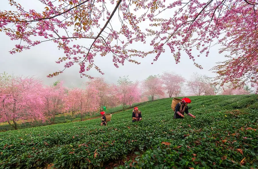 Vẻ đẹp Sapa m&ugrave;a đ&ocirc;ng qu&aacute; những khung h&igrave;nh đậm chất nghệ thuật 10