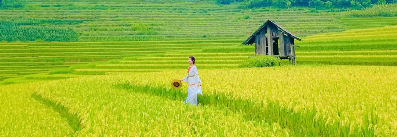 Mùa Lúa Nậm Cang Sapa mang theo vẻ đẹp bình yên đến nao lòng