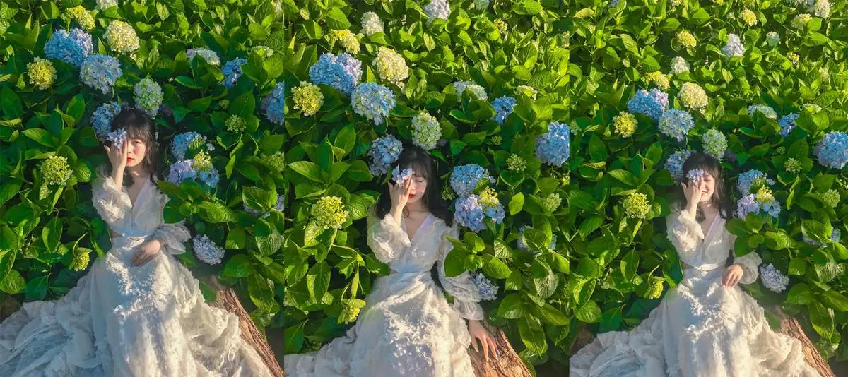 Tan chảy trái tim với Sapa mùa hoa cẩm tú cầu đẹp không lối thoát