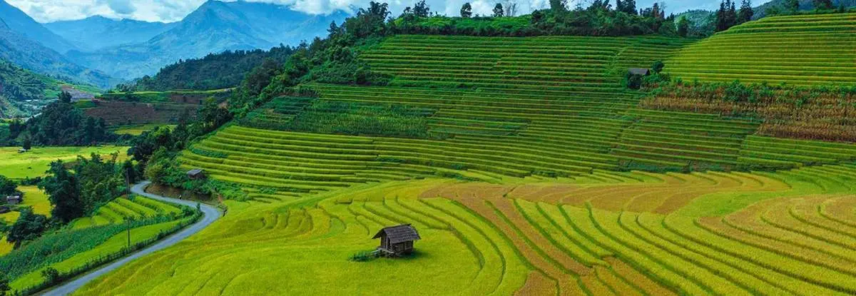 Vẻ đẹp rực rỡ của mùa vàng Sapa đẹp như bước ra từ tranh vẽ