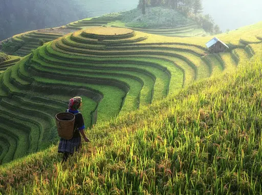 Lịch trình khám phá Sapa 2N1Đ - Đường lên Thị trấn trong mây hấp dẫn, cực chi tiết