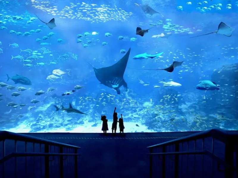 Kh&aacute;m ph&aacute; đại dương thu nhỏ tại S.E.A Aquarium Singapore 2