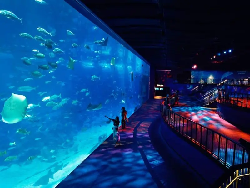 Kh&aacute;m ph&aacute; đại dương thu nhỏ tại S.E.A Aquarium Singapore 3