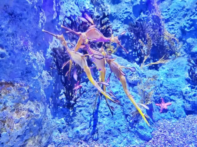 Kh&aacute;m ph&aacute; đại dương thu nhỏ tại S.E.A Aquarium Singapore 11