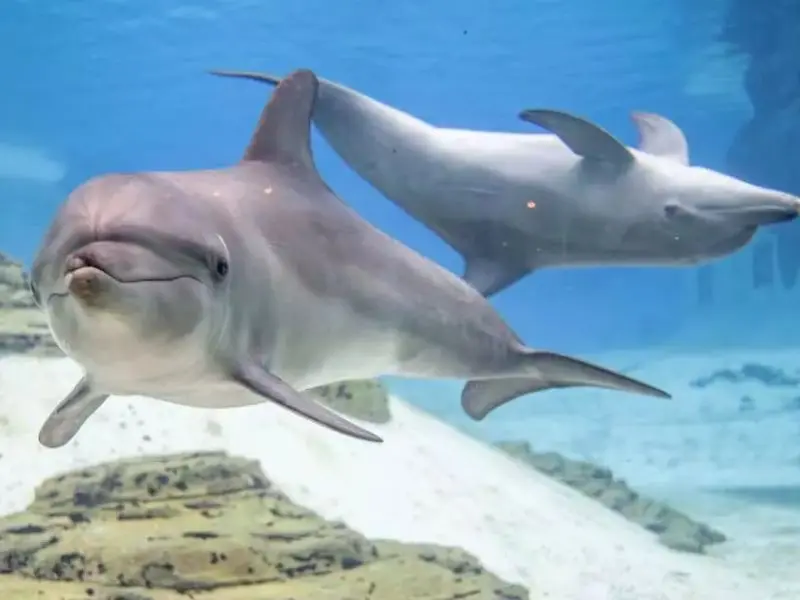 Kh&aacute;m ph&aacute; đại dương thu nhỏ tại S.E.A Aquarium Singapore 8